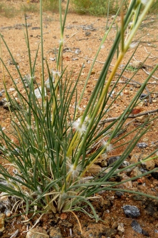 Stipagrostis ciliata var. capensis leaves