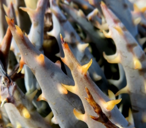 Aloe longistyla leaf spines