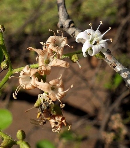 Ehretia amoena flowers