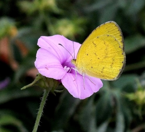 Ipomoea magnusiana flower and butterfly