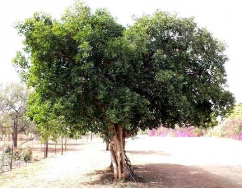 Maerua angolensis subsp. angolensis
