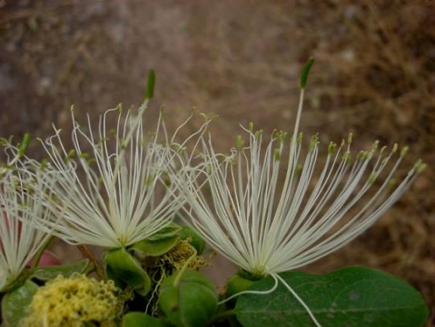 Maerua angolensis subsp. angolensis flowers