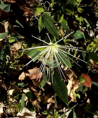 Maerua juncea subsp. crustata leaves and flowers