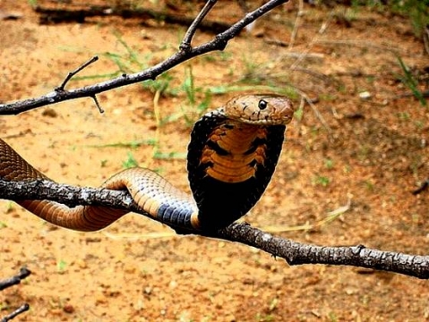 Mfezi, the Mozambique spitting cobra
