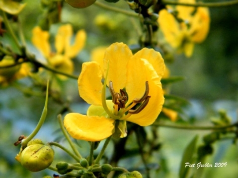 Senna petersiana flowering