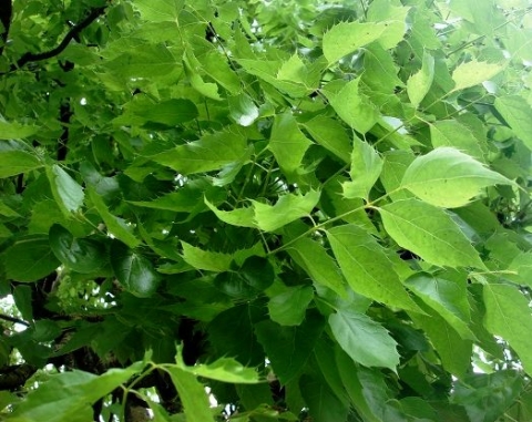 Steganotaenia araliacea var. araliacea leaves