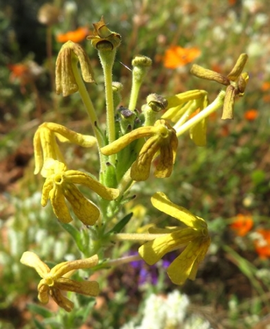 Lyperia tristis floral ageing