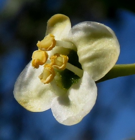 Montinia caryophyllacea male flower