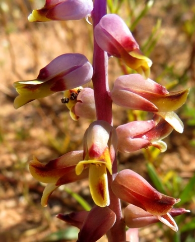 Lachenalia mutabilis, the ups and downs of flowers 