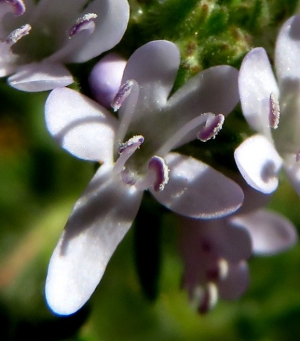 Pseudoselago spuria flower