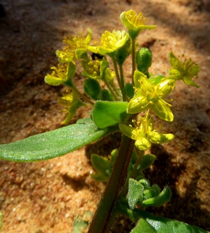Tetragonia nigrescens flower cluster