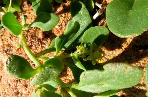 Tetragonia nigrescens leaves