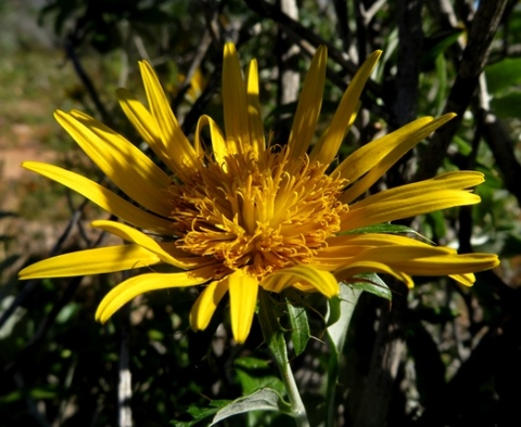 Berkheya fruticosa open disc florets