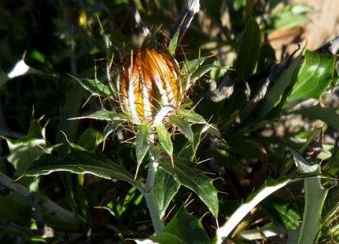 Berkheya fruticosa bud