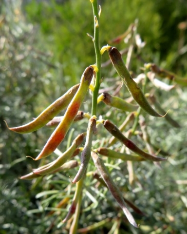 Calobota sericea ripening pods