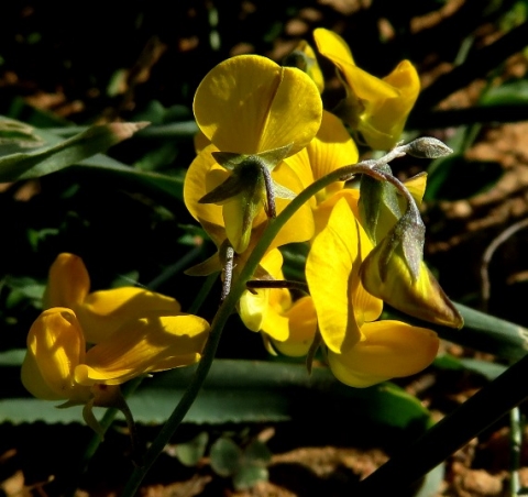 Crotalaria humilis flowers