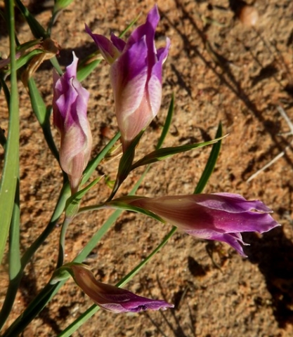 Gladiolus venustus floral bracts