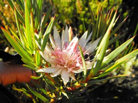 Protea mucronifolia