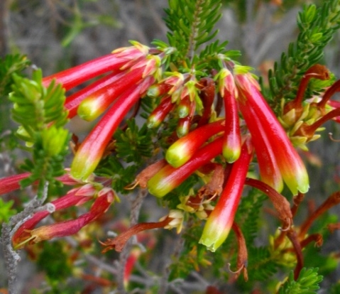 Erica versicolor flowers of many ages