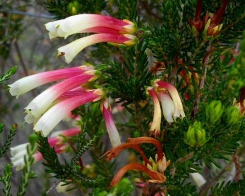 Erica versicolor unlikely flower colours