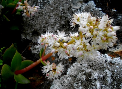Crassula multicava flowers