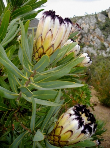 Protea neriifolia at Caledon