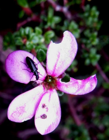 Acmadenia heterophylla eaten flower