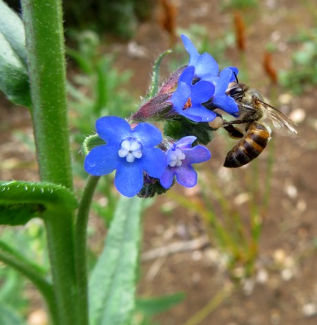 Anchusa capensis, hairy plant and its hairy pollinator