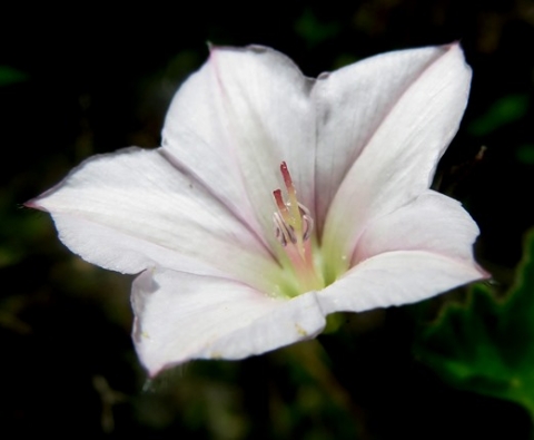 Convolvulus farinosus flower