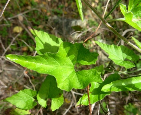 Convolvulus farinosus leaf