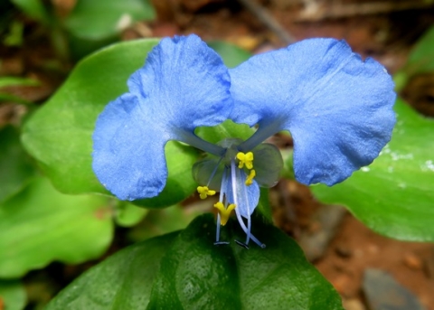 Commelina benghalensis flower
