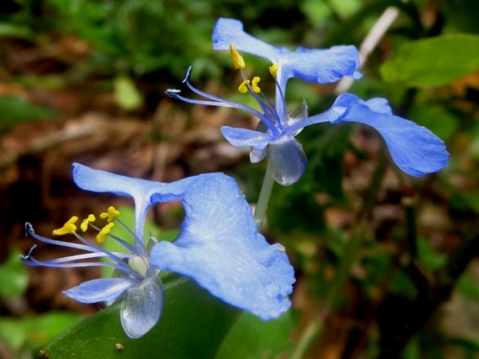 Commelina benghalensis floral pair