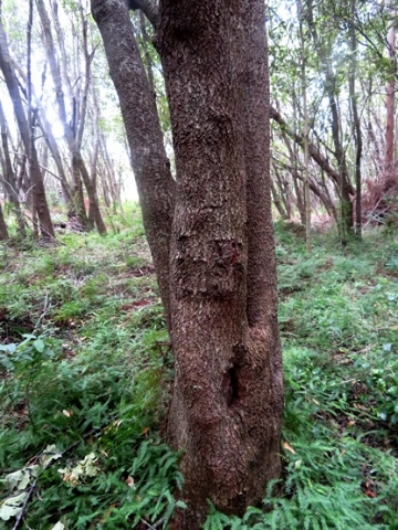 Cunonia capensis trunk