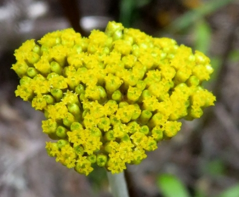 Helichrysum moeserianum inflorescence
