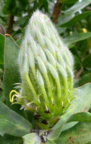 Leucospermum grandiflorum bud narrow and young