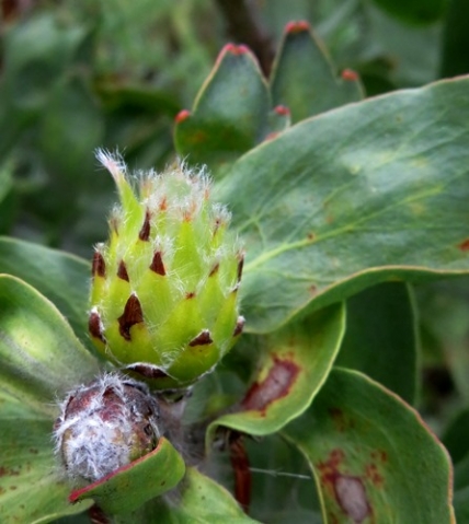 Leucospermum grandiflorum bud beginnings