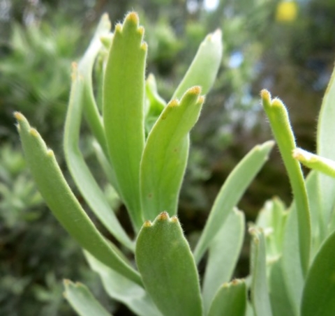 Leucospermum reflexum var. luteum leaves