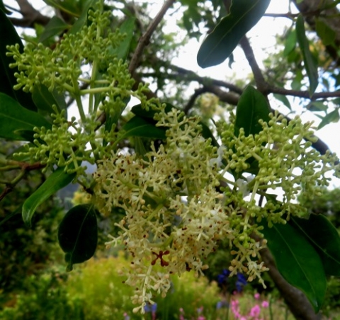Olea capensis subsp. capensis inflorescences