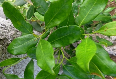 Olea capensis subsp. capensis leaves