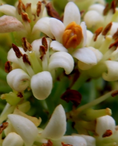 Pittosporum viridiflorum flowers