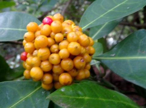 Psychotria capensis subsp. capensis yellow fruit