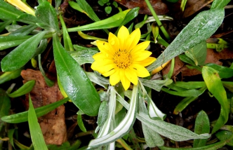 Gazania rigens var. leucolaena smooth and woolly leaves