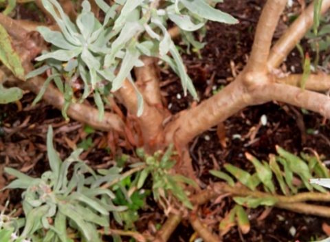 Leucospermum catherinae stem base