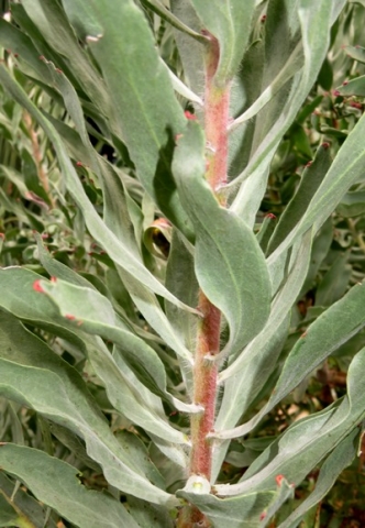 Leucospermum catherinae leaves