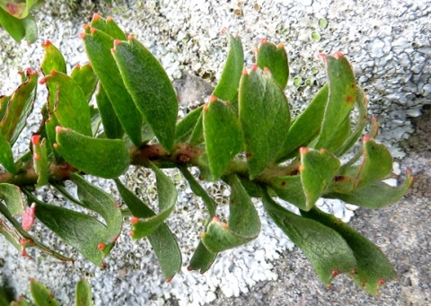 Leucospermum heterophyllum