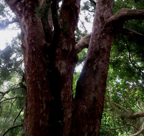 Podocarpus falcatus large stems