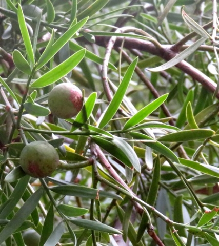 Podocarpus falcatus leaves and green fruit