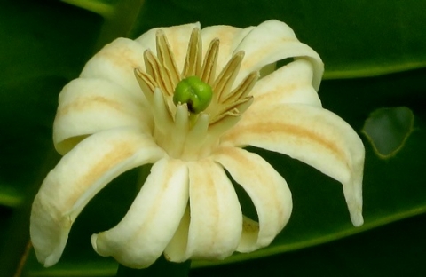 Anthocleista grandiflora flower
