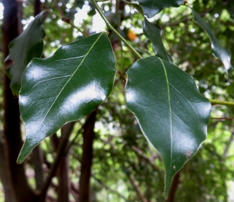 Cryptocarya woodii leaves