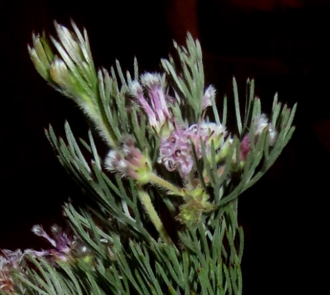 Serruria candicans hairy buds